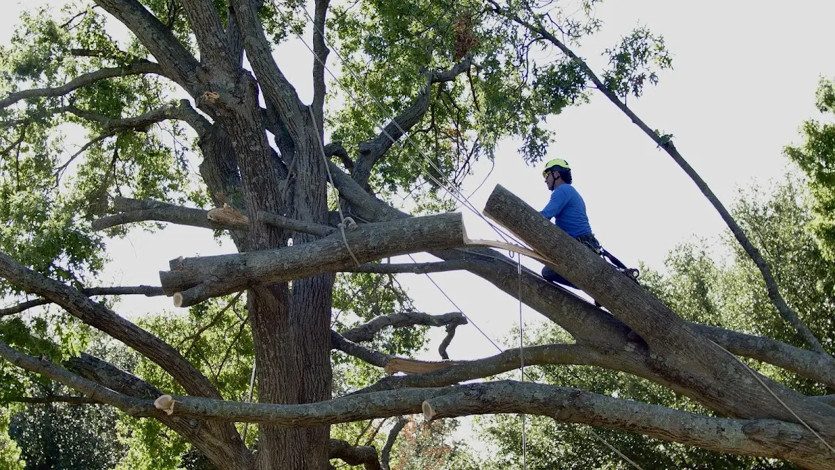 Professional Crown Thinning performed by certified arborists in Kiamesha Lake
