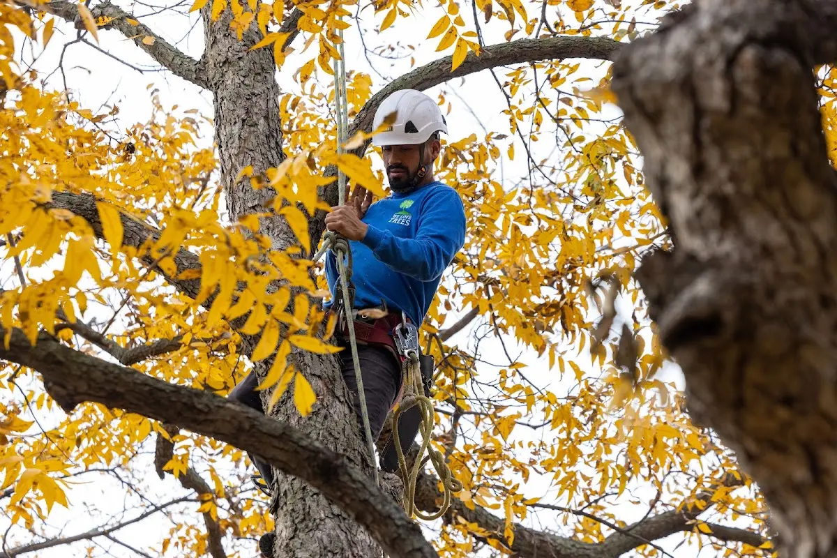 Skilled Tree Pruning crew working in Kiamesha Lake