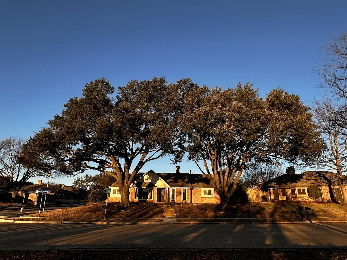 Established residential canopy tree shading a home in Kiamesha Lake